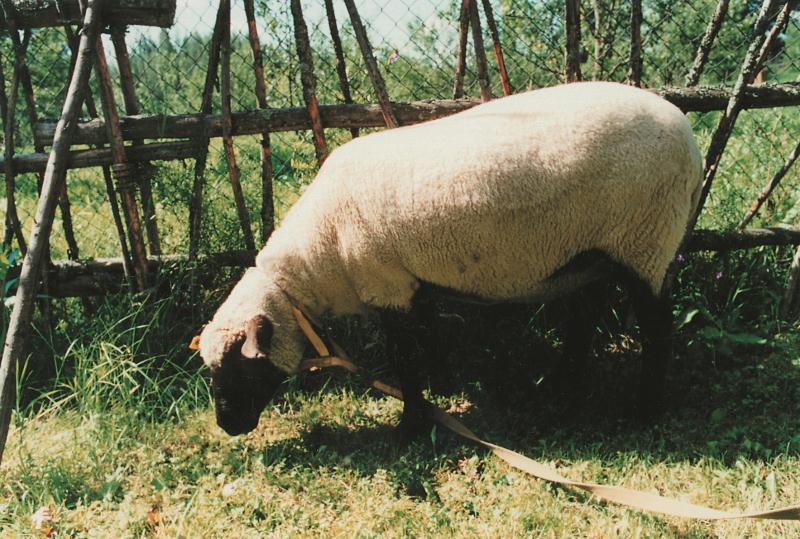 File:eesti tumedapealine lammas.jpg